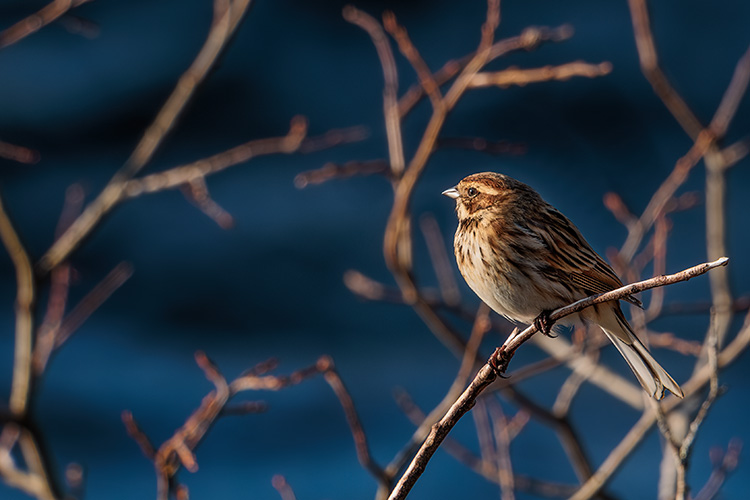 female Reed Bunting in the blue